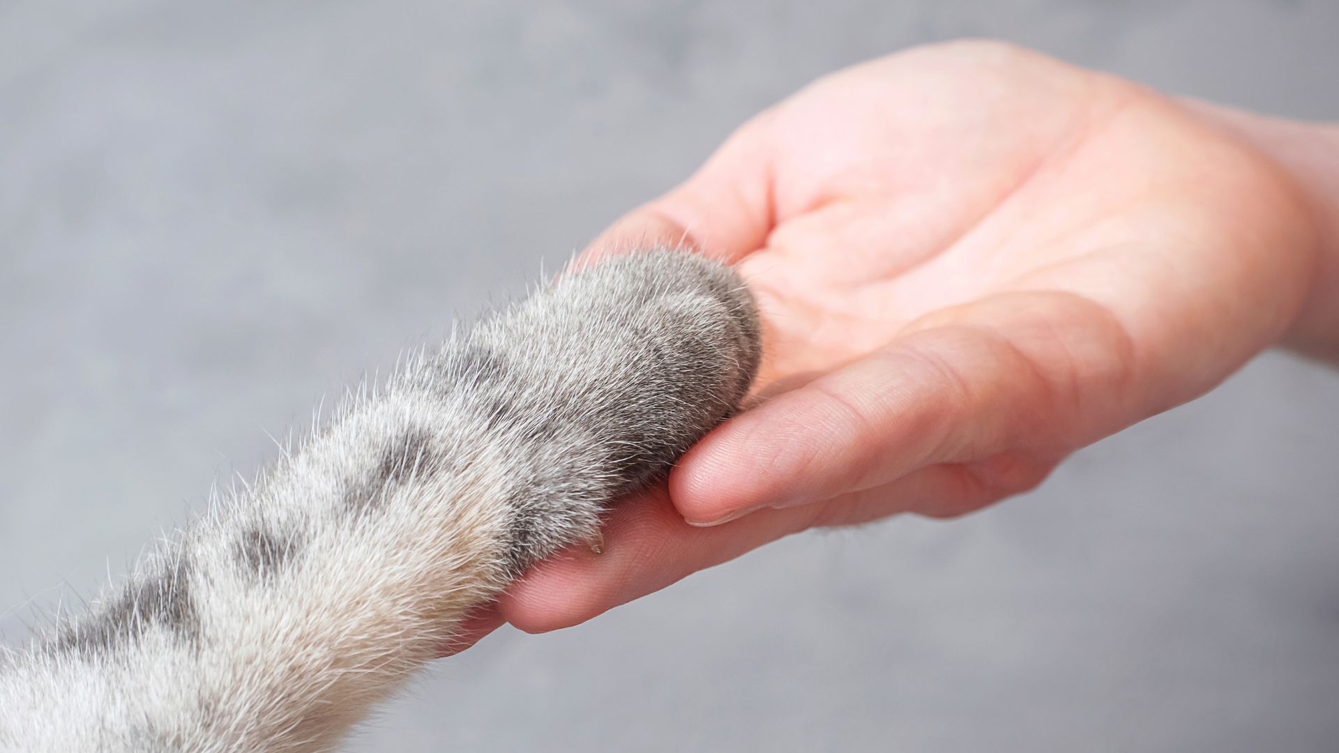 ALT描述：一隻貓的爪子放在一個人的手掌心中，象徵寵物與人之間的信任。