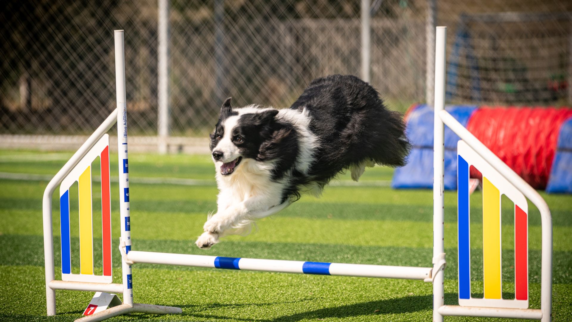 ALT描述：一隻黑白色的邊境牧羊犬在戶外草地上進行敏捷賽，正躍過障礙橫桿。